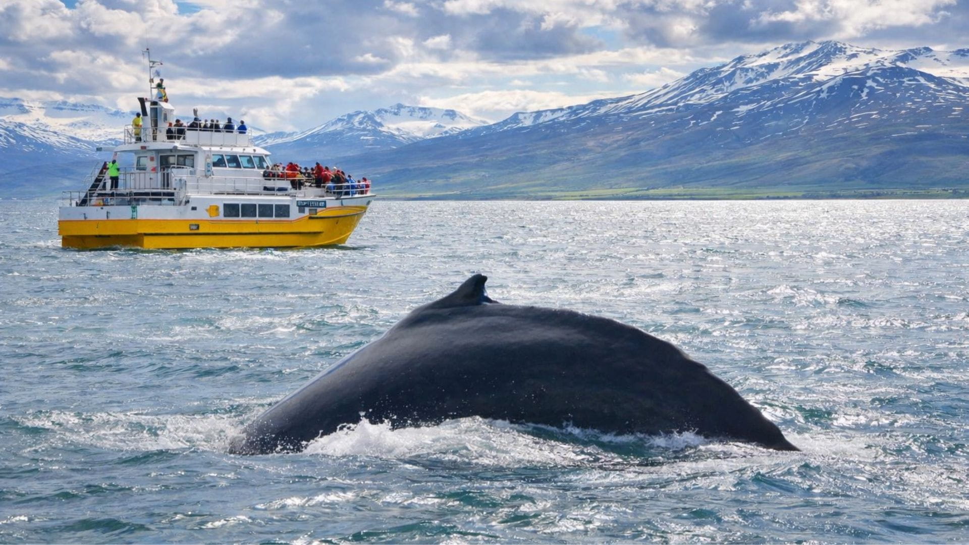 akureyri whale watching tour